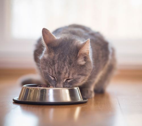 Jak a čím správně krmit kočku?