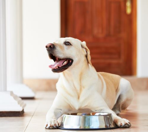 Bezobilná krmiva pro psy: jsou lepší než ta s obilovinami?