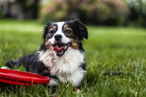Jak se připravit na štěně: 9 nezbytných vybavení a další potřeby