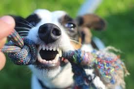 Když psa trápí chrup: záněty dásní, paradentóza, zubní kámen